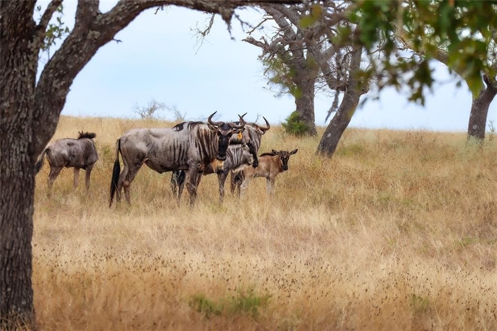 21.14 acres in Gillespie County gallery image 3
