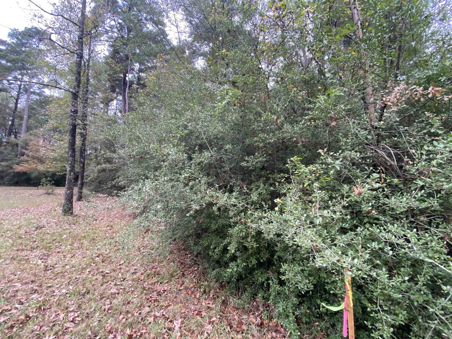 9.23 acres in Shelby County - photo 6