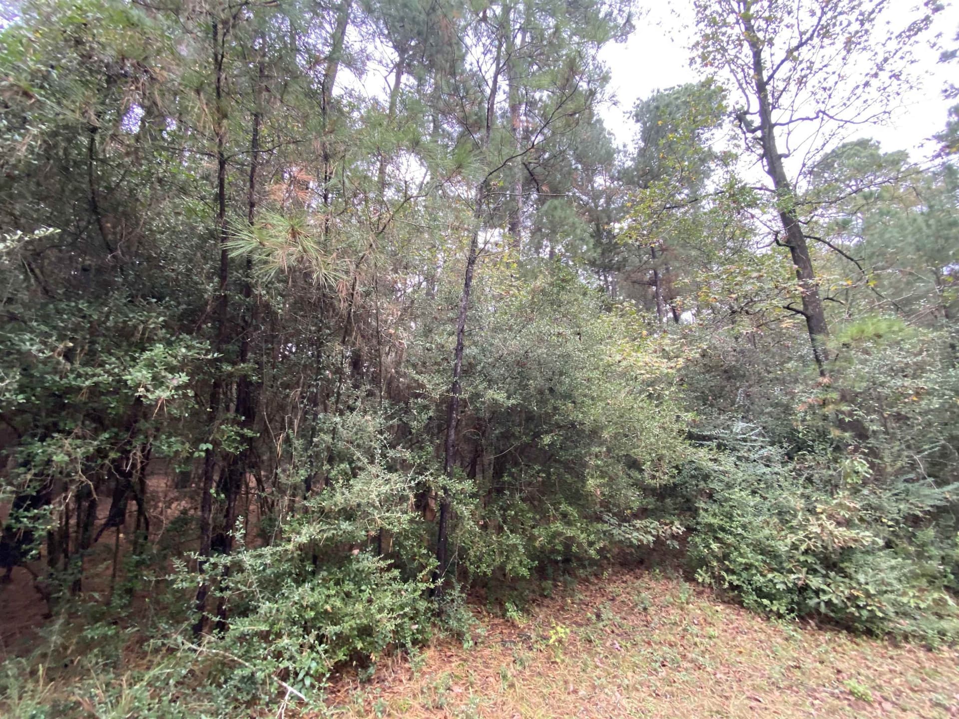 9.23 acres in Shelby County - photo 13