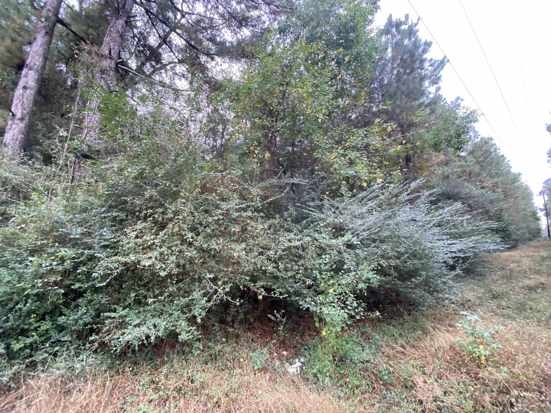 9.23 acres in Shelby County - photo 19
