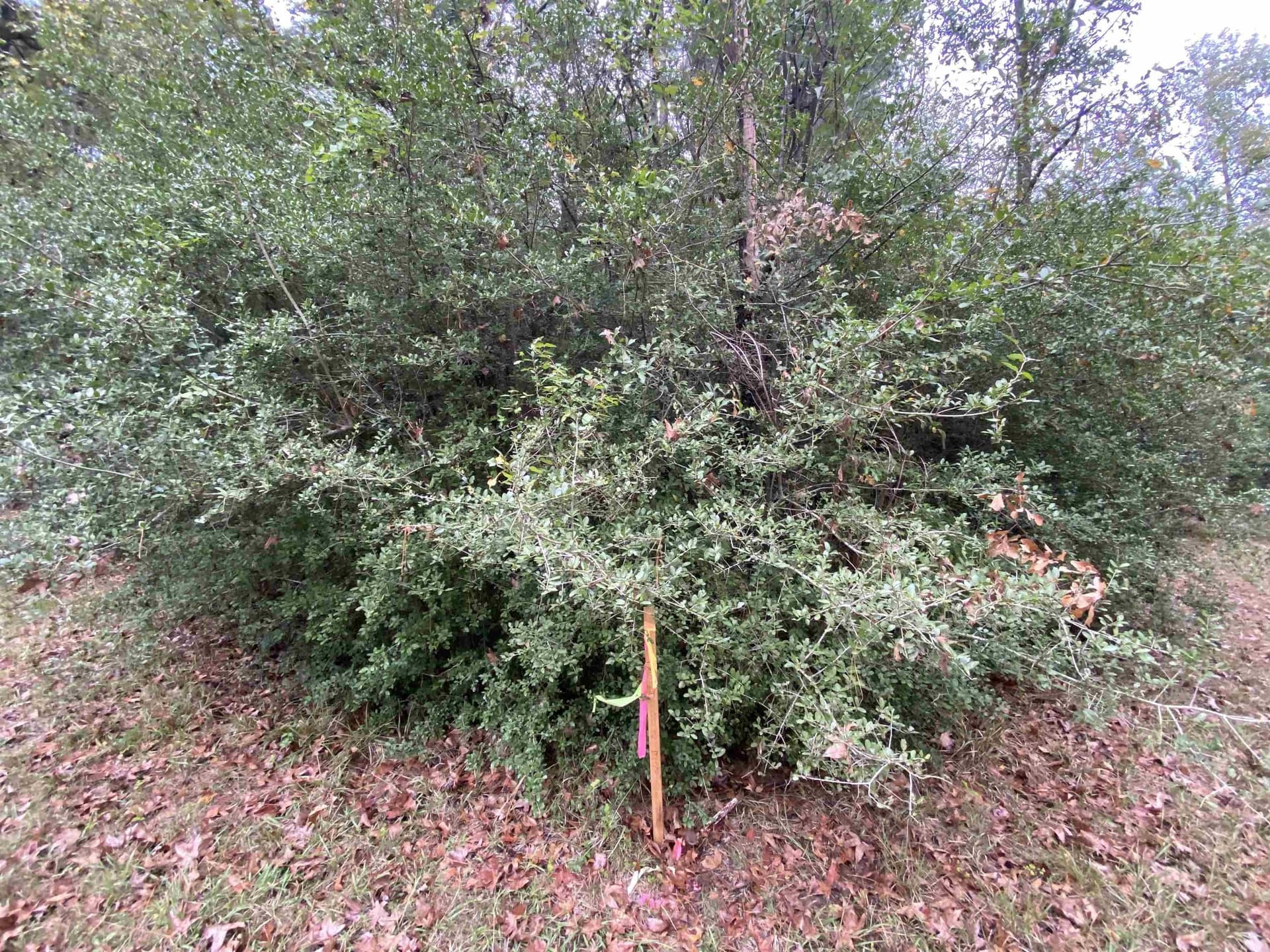 9.23 acres in Shelby County - photo 7