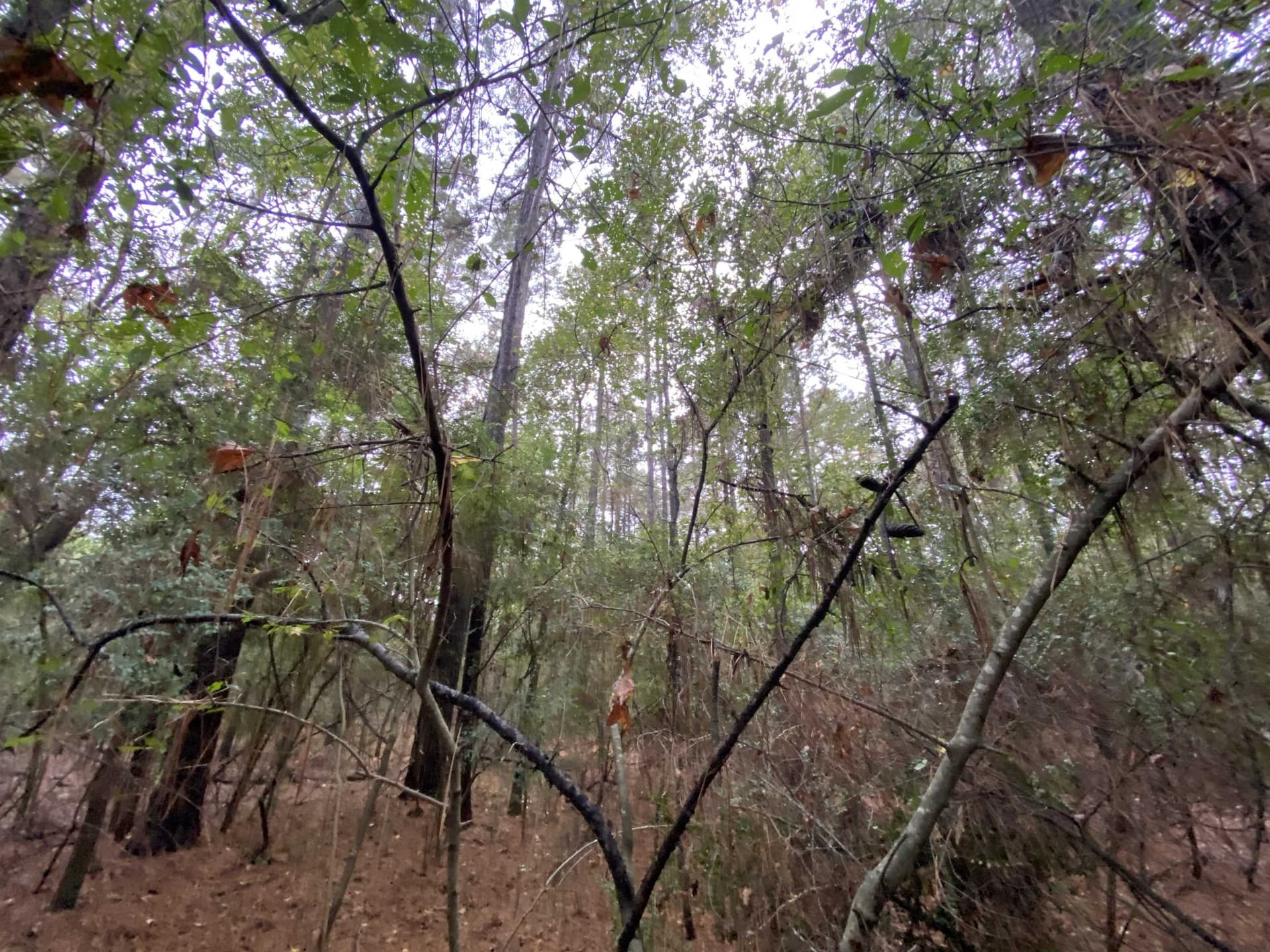 9.23 acres in Shelby County - photo 18