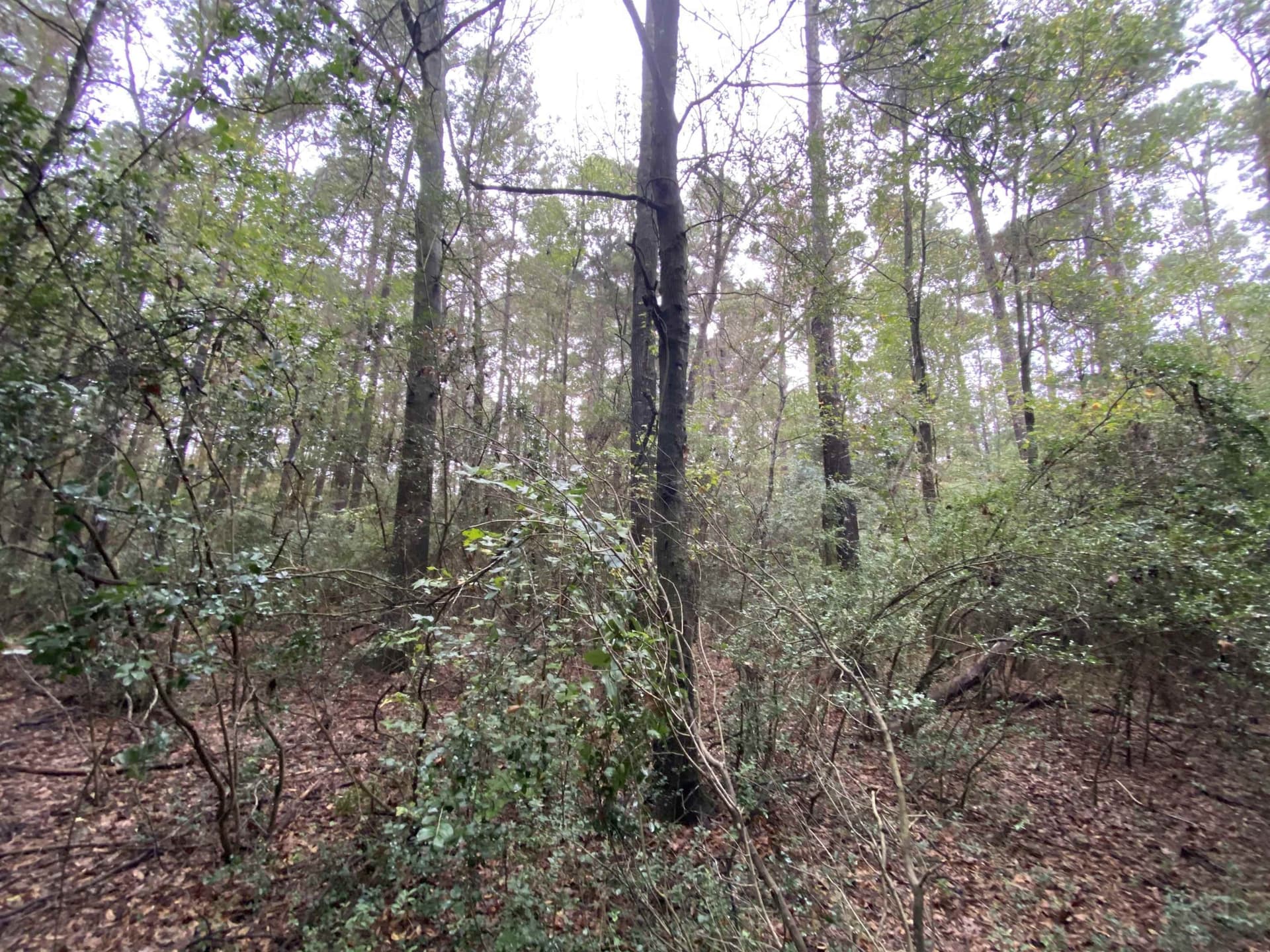 9.23 acres in Shelby County - photo 14