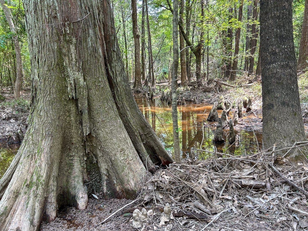 180 acres in Polk County gallery image 2