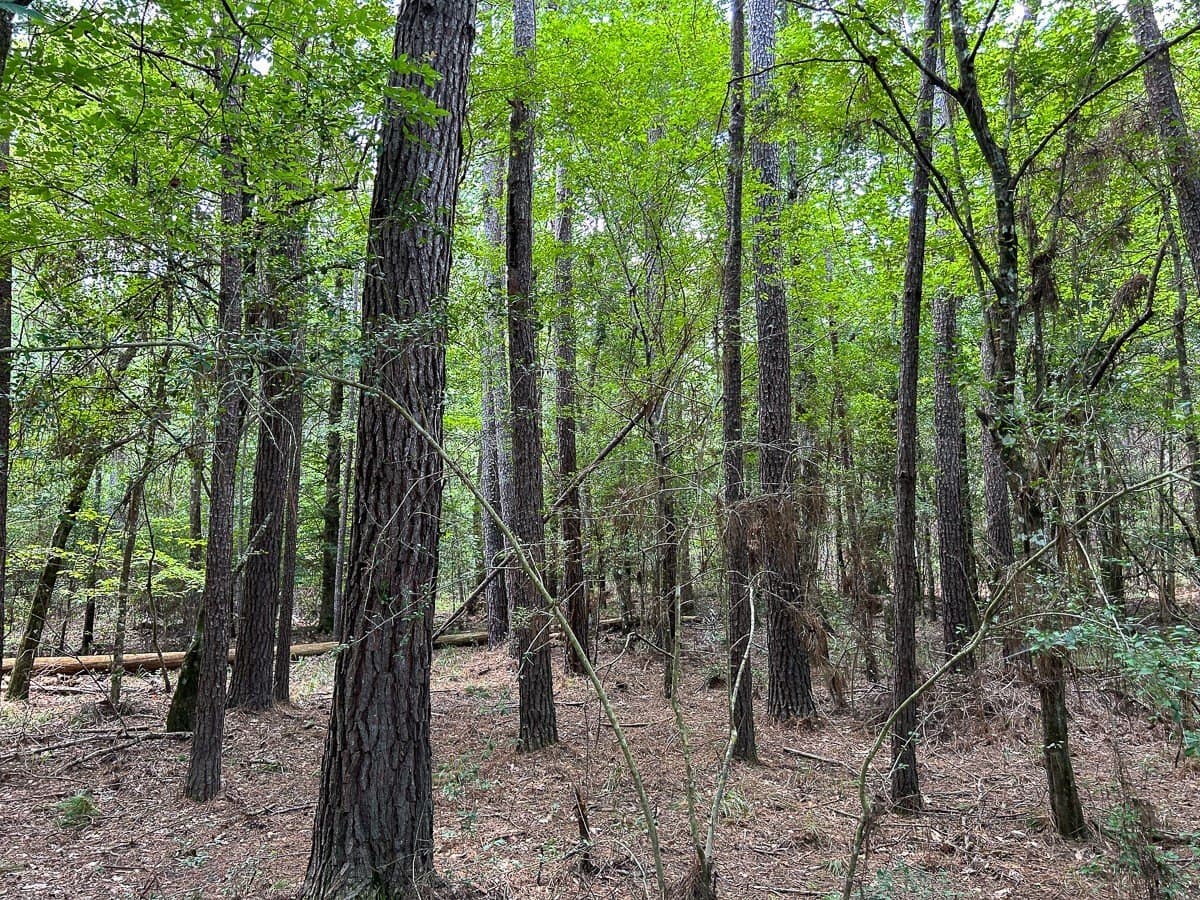 180 acres in Polk County - photo 19