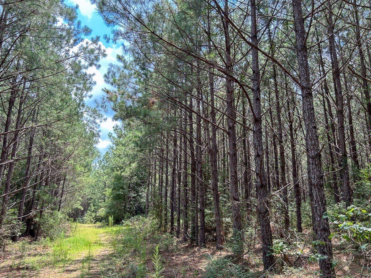 180 acres in Polk County - photo 11