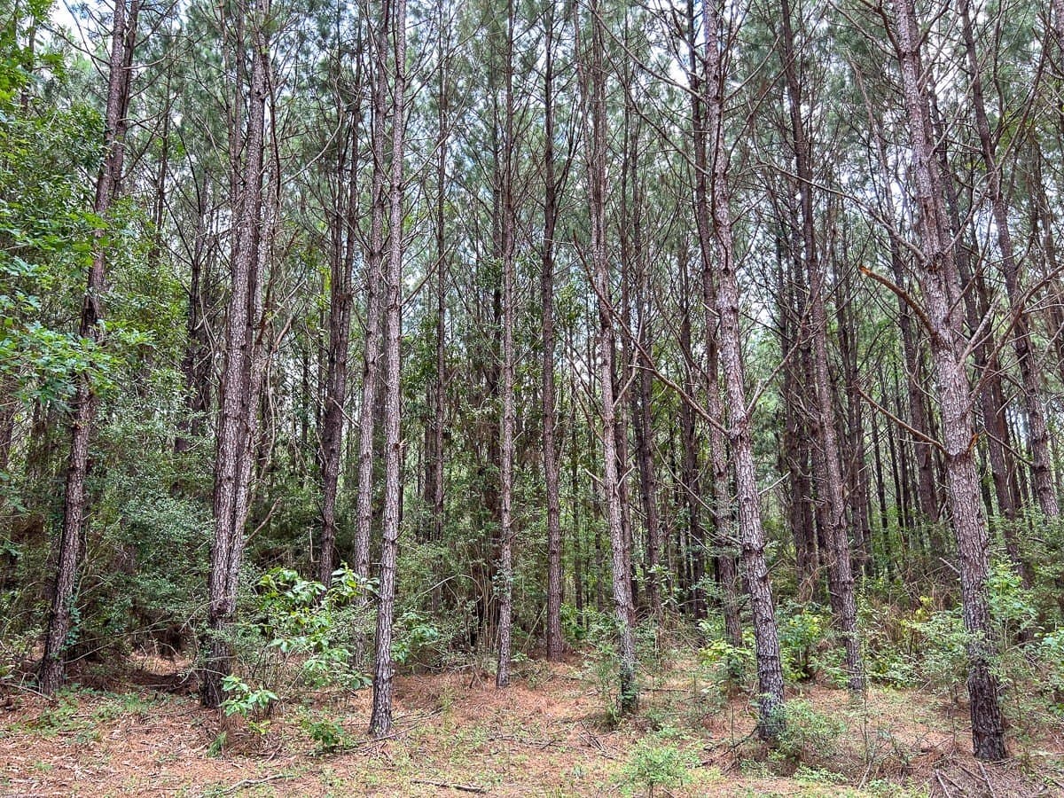 180 acres in Polk County - photo 20