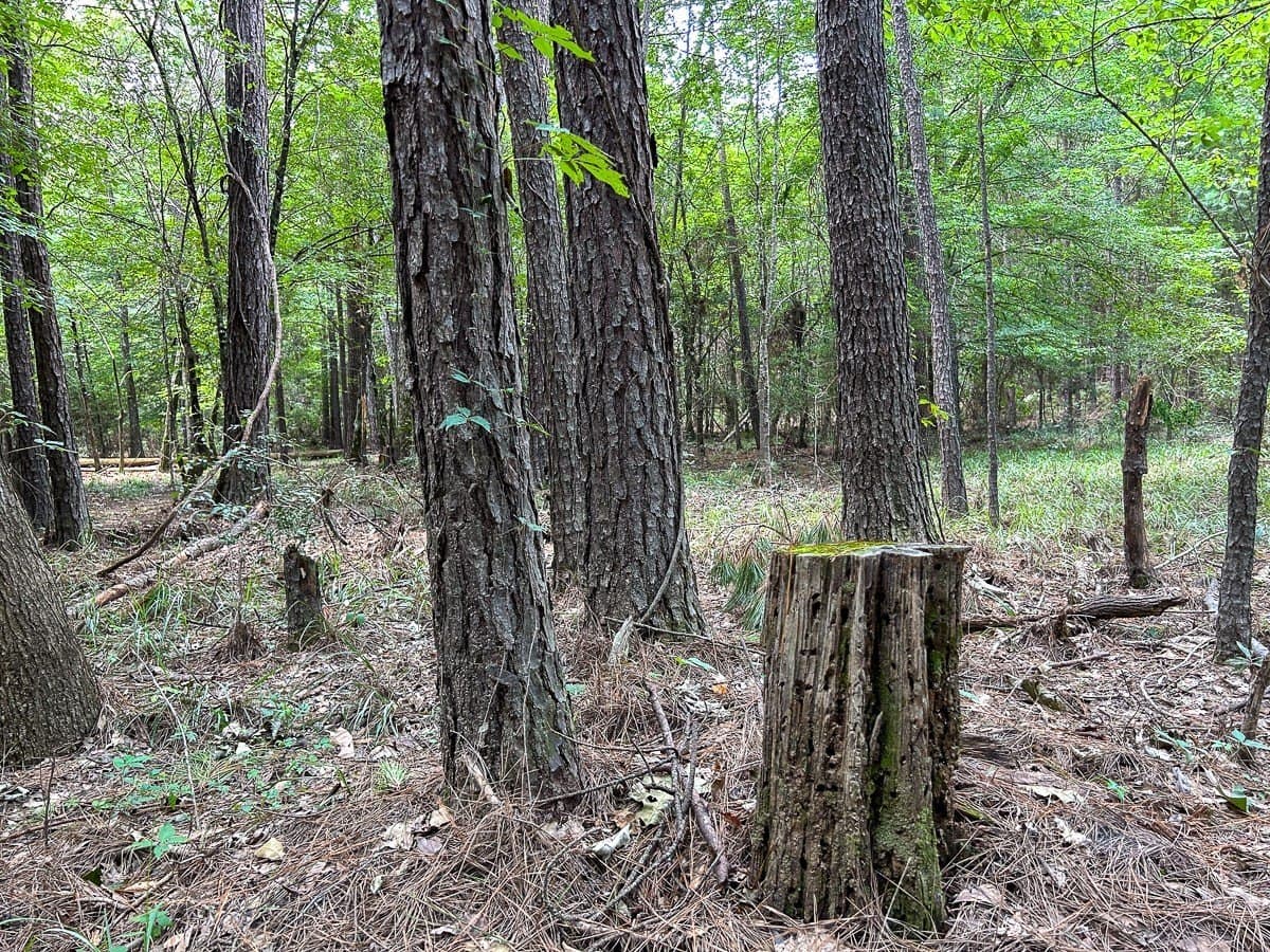 180 acres in Polk County gallery image 4