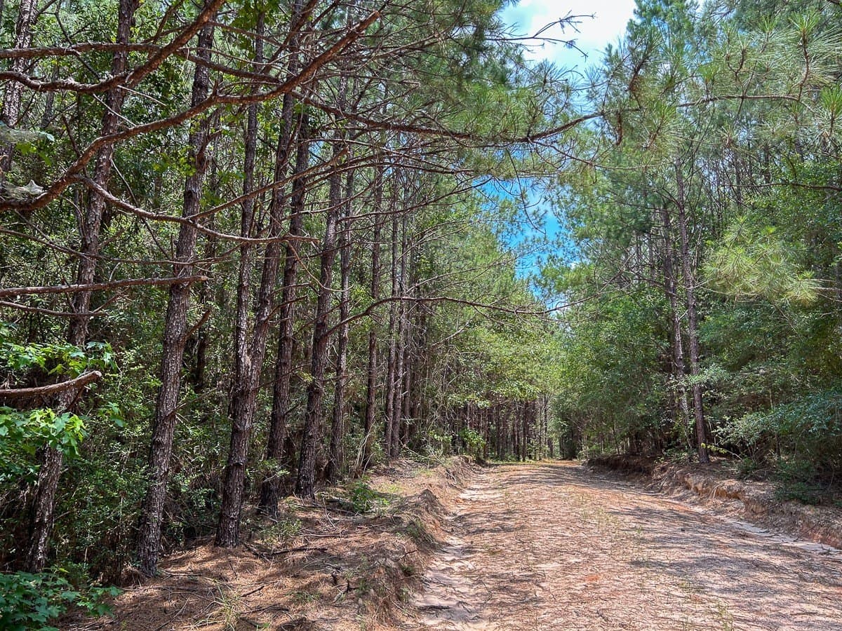180 acres in Polk County - photo 14