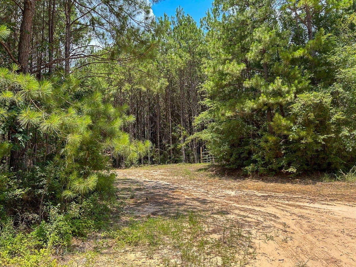180 acres in Polk County - photo 16