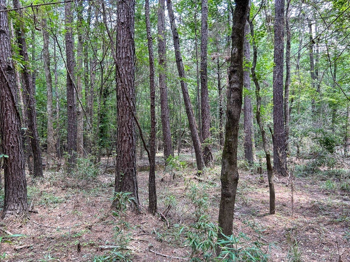 180 acres in Polk County - photo 18