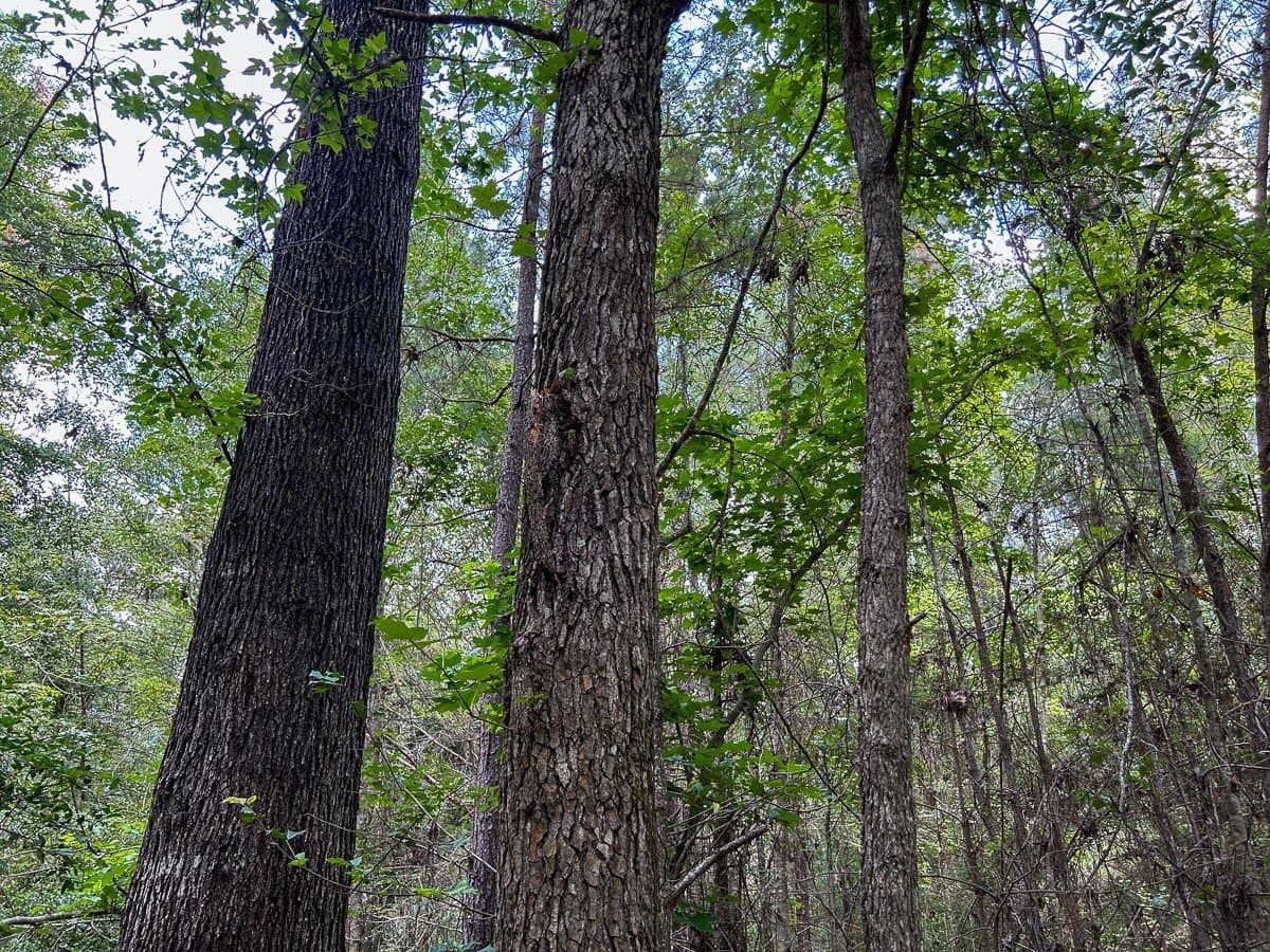 180 acres in Polk County - photo 6