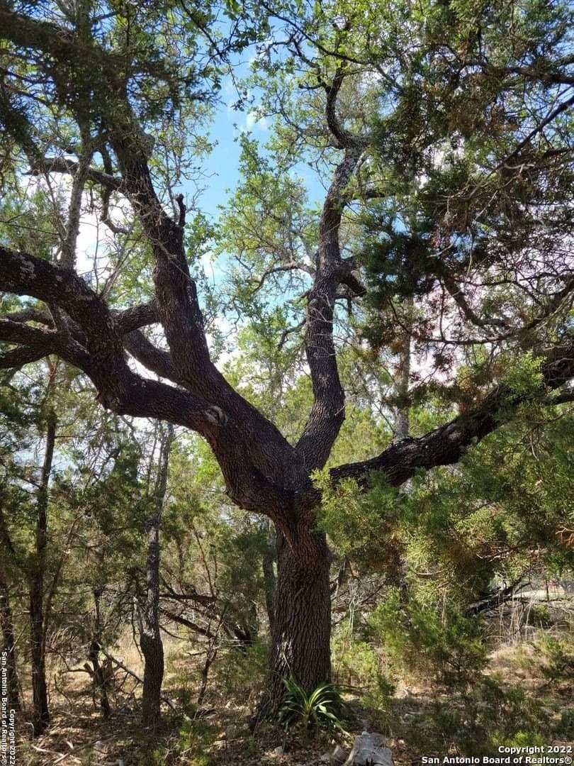 2.53 acres in Comal County - photo 15