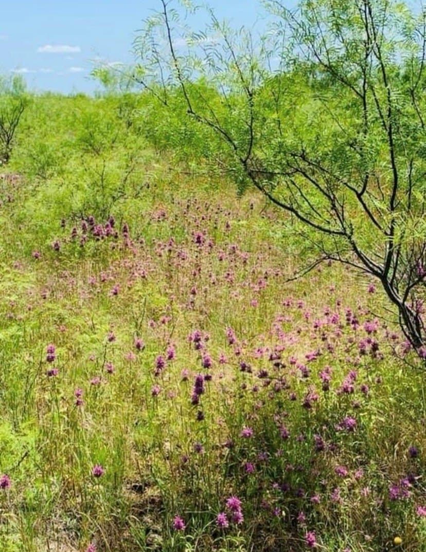 13 acres in Throckmorton County - photo 23