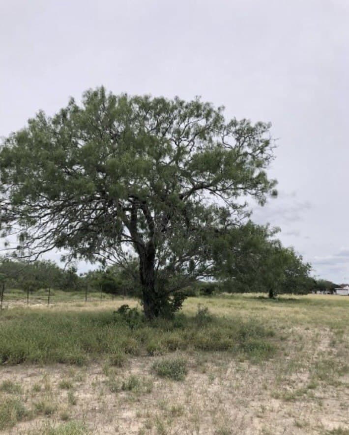 52.54 acres in Duval County - photo 8