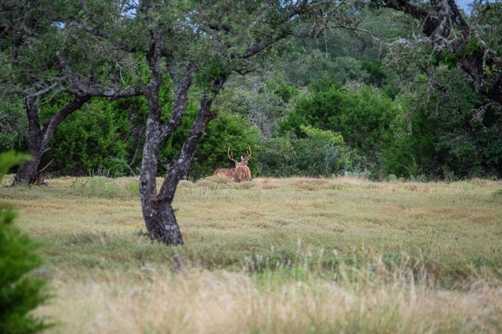 71 acres in Real County - photo 13