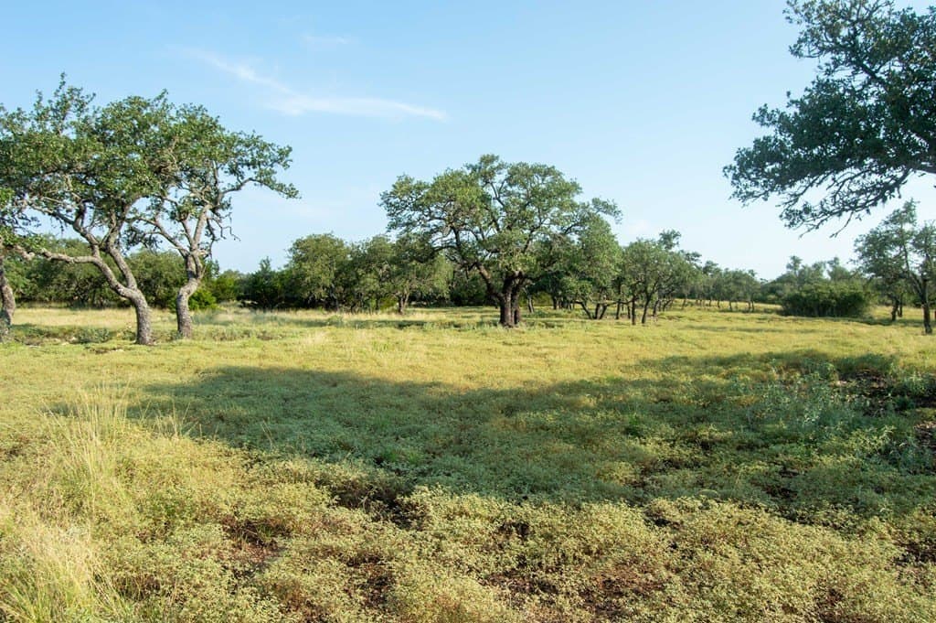 71 acres in Real County - photo 16