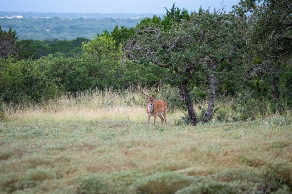 71 acres in Real County - photo 11