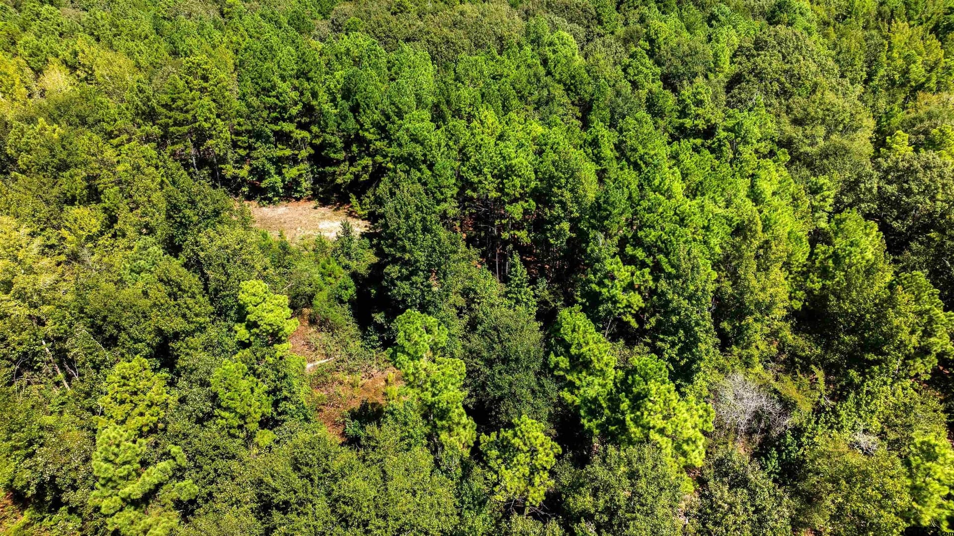15.75 acres in Anderson County - photo 17