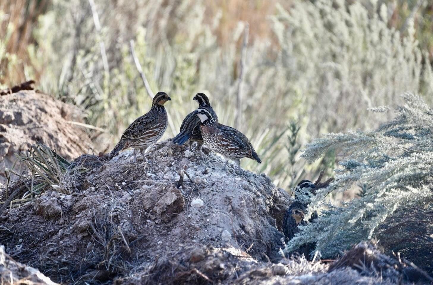 603.96 acres in Hall County gallery image 3