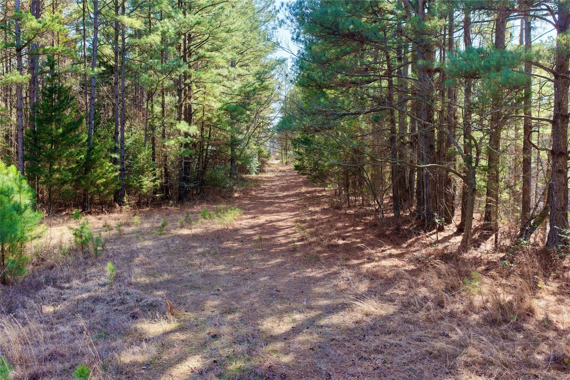 468 acres in Bowie County - photo 34