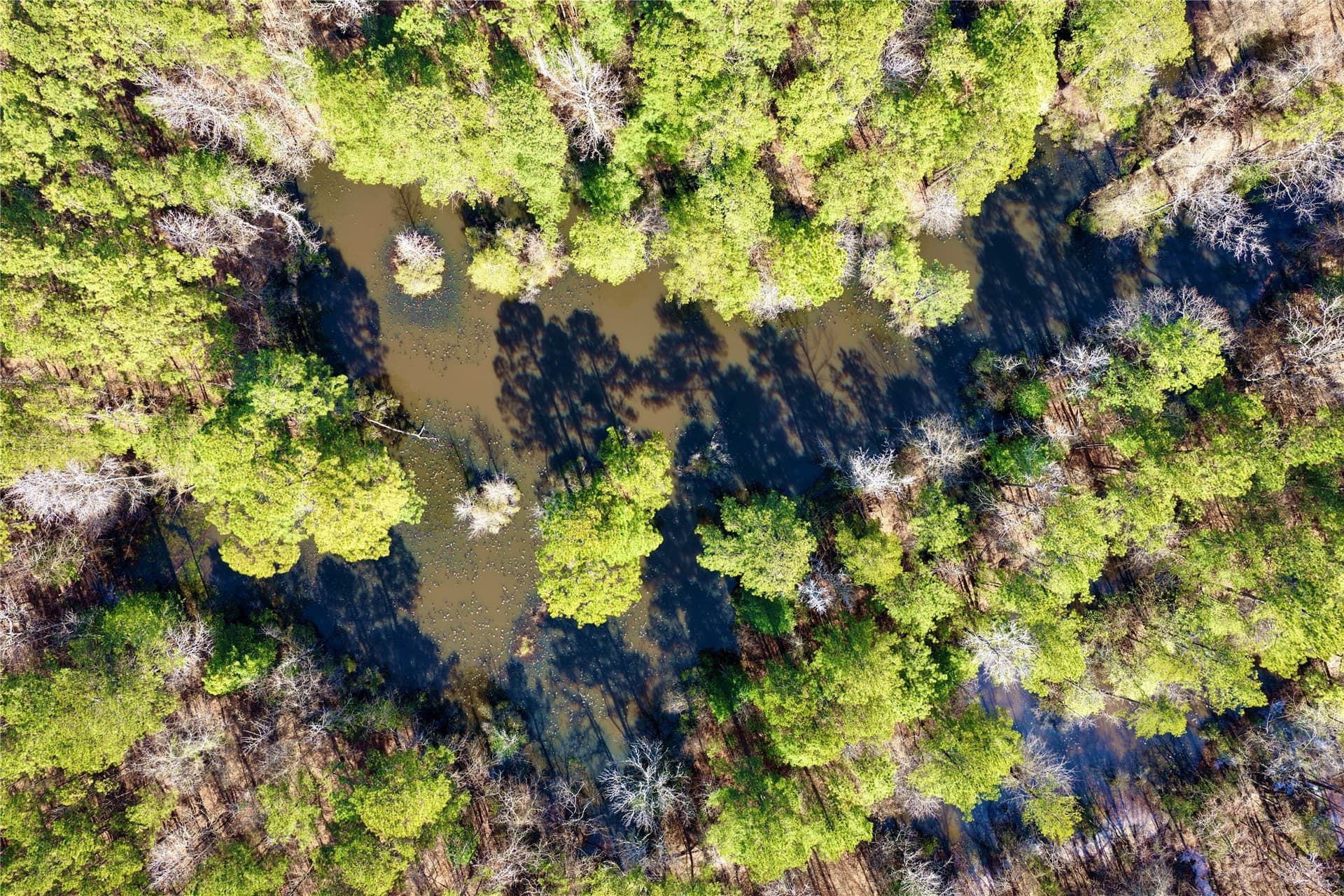 468 acres in Bowie County - photo 10