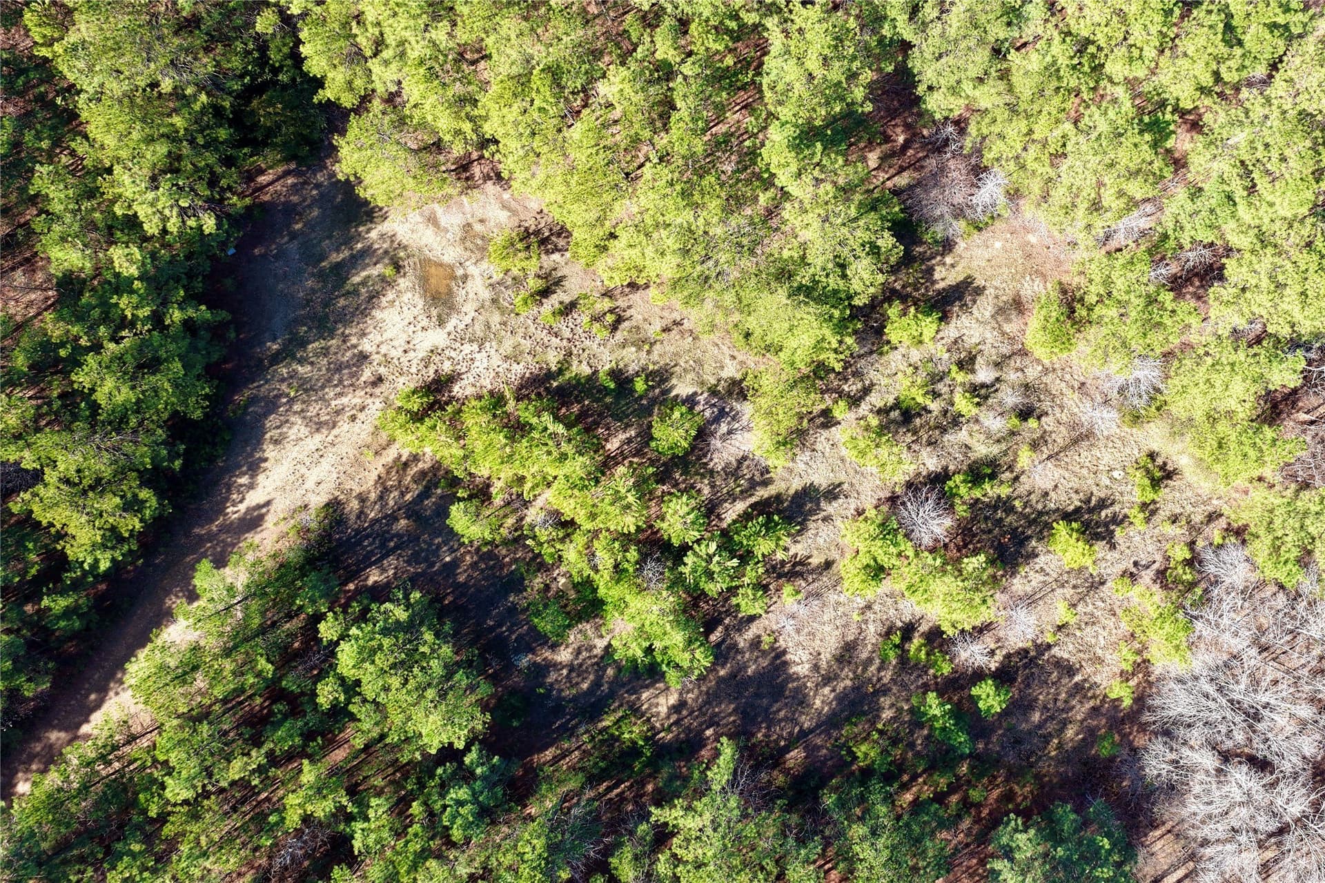 468 acres in Bowie County - photo 26