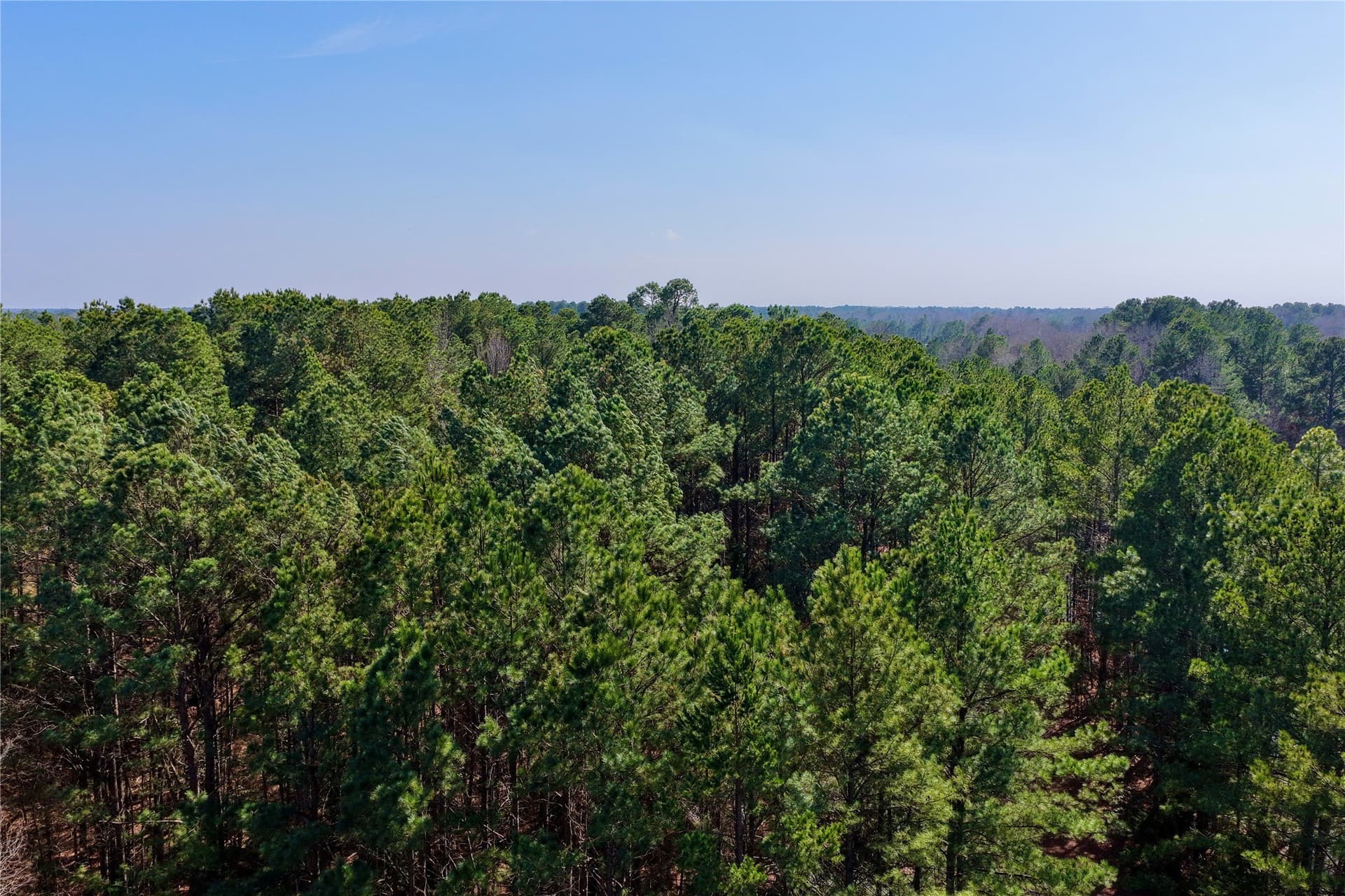 468 acres in Bowie County - photo 36