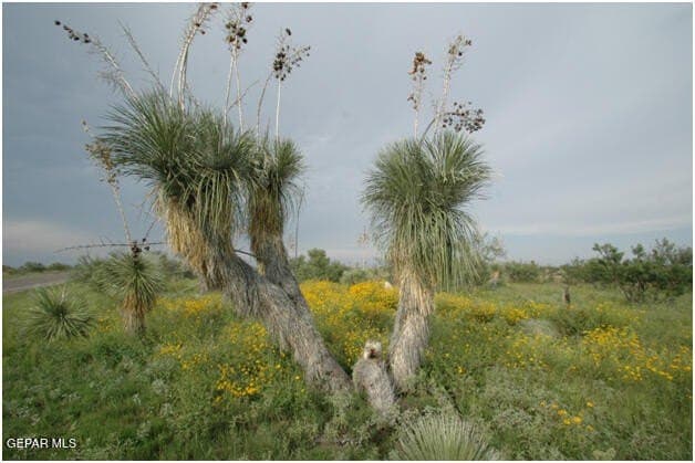 20.01 acres in Hudspeth County - photo 14