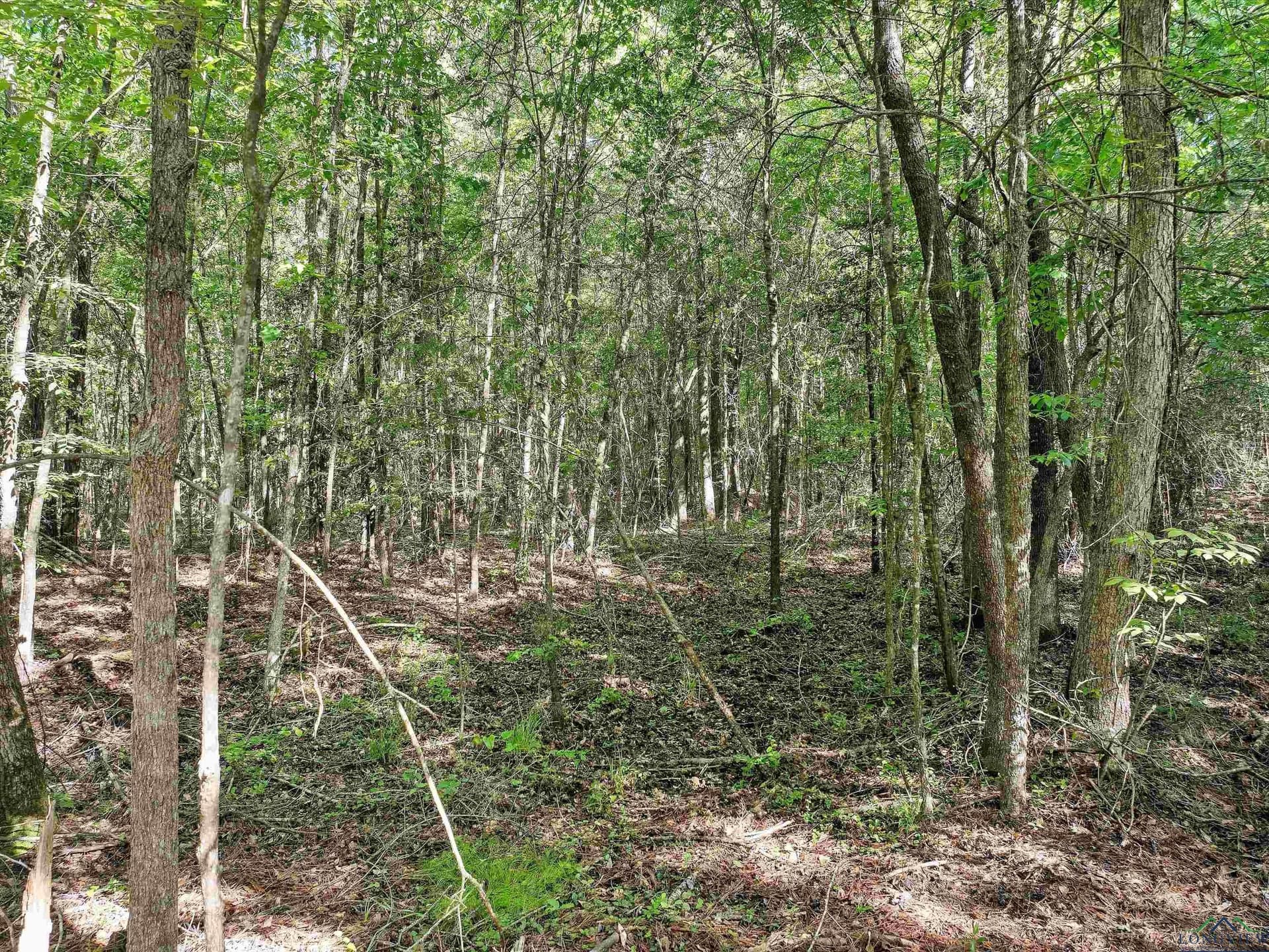 19.94 acres in Marion County gallery image 4