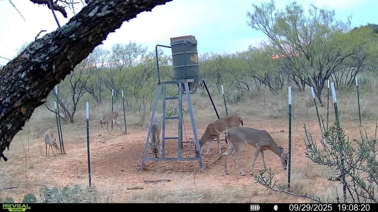 80 acres in Shackelford County - photo 15