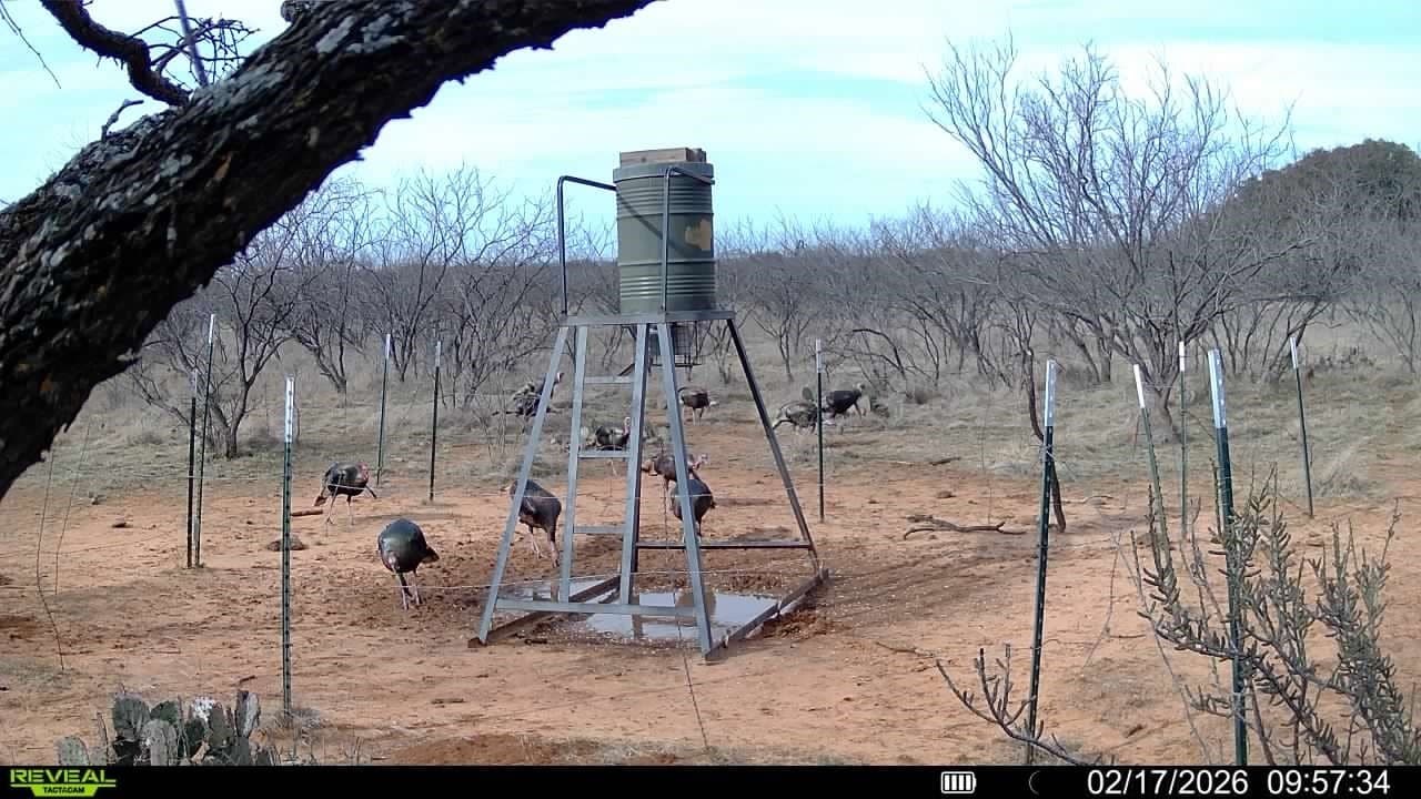 80 acres in Shackelford County - photo 17