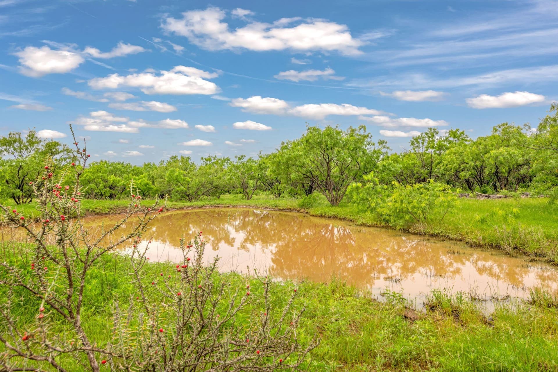 80 acres in Shackelford County - photo 12
