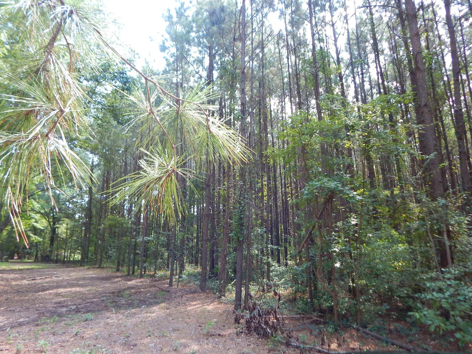 45 acres in Upshur County gallery image 3