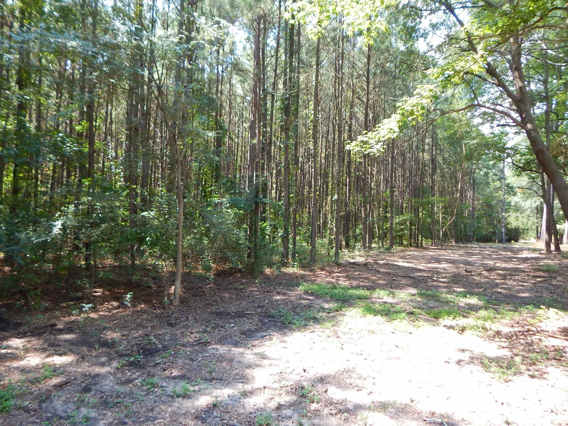 45 acres in Upshur County - photo 6