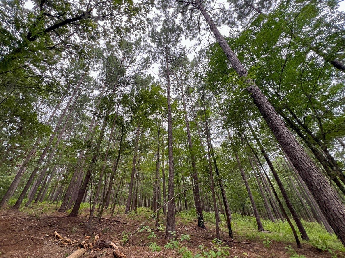 5.5 acres in Sabine (TX) County - photo 24