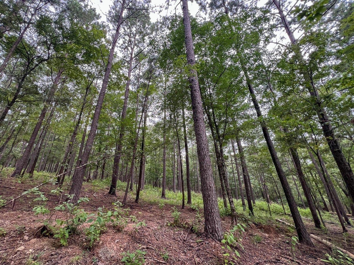 5.5 acres in Sabine (TX) County - photo 15