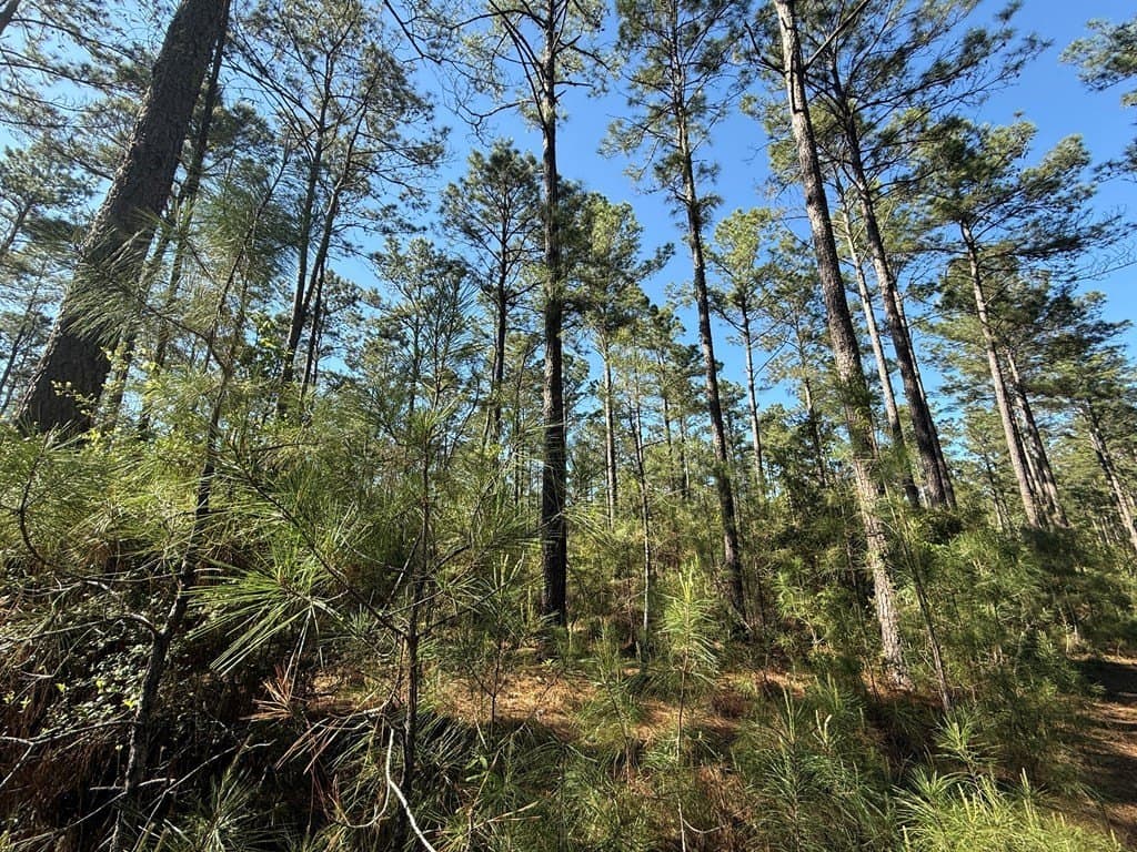 9.41 acres in Texas County - photo 15