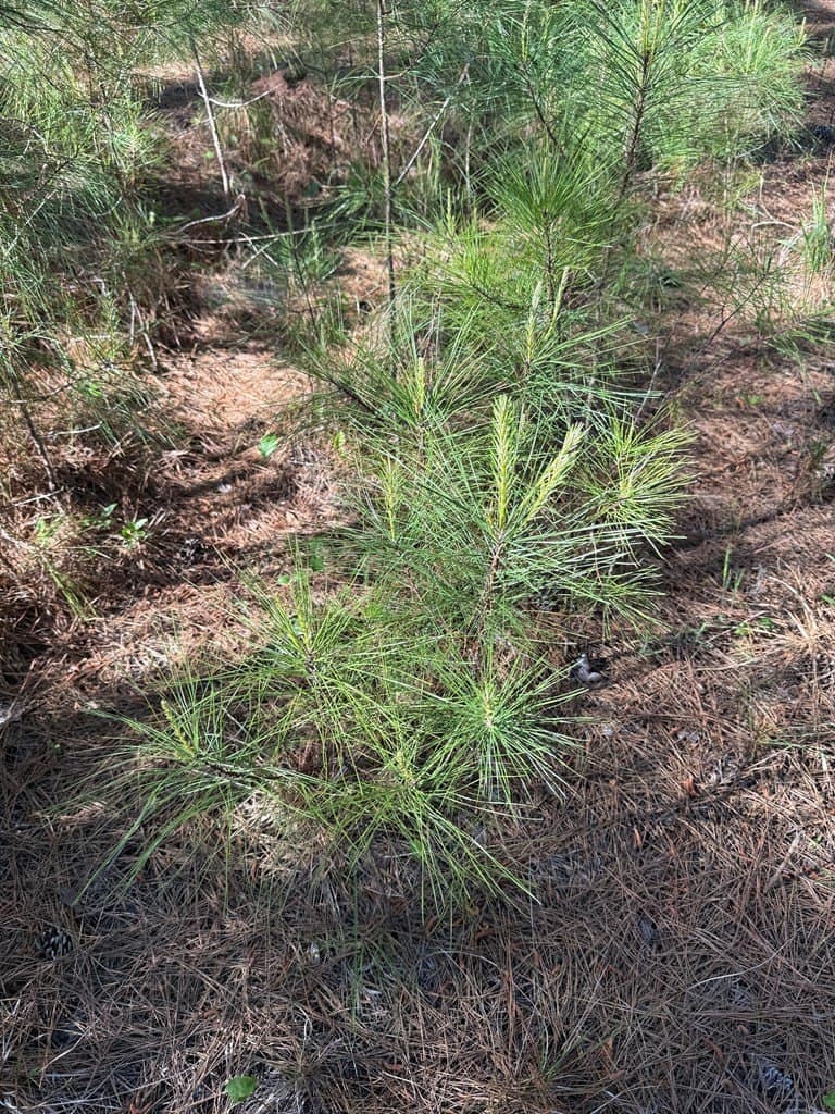 9.41 acres in Texas County - photo 14