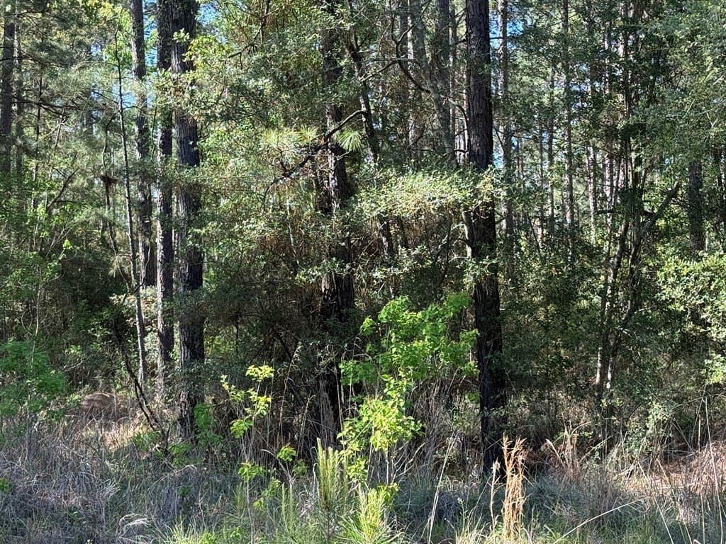 9.41 acres in Texas County - photo 16