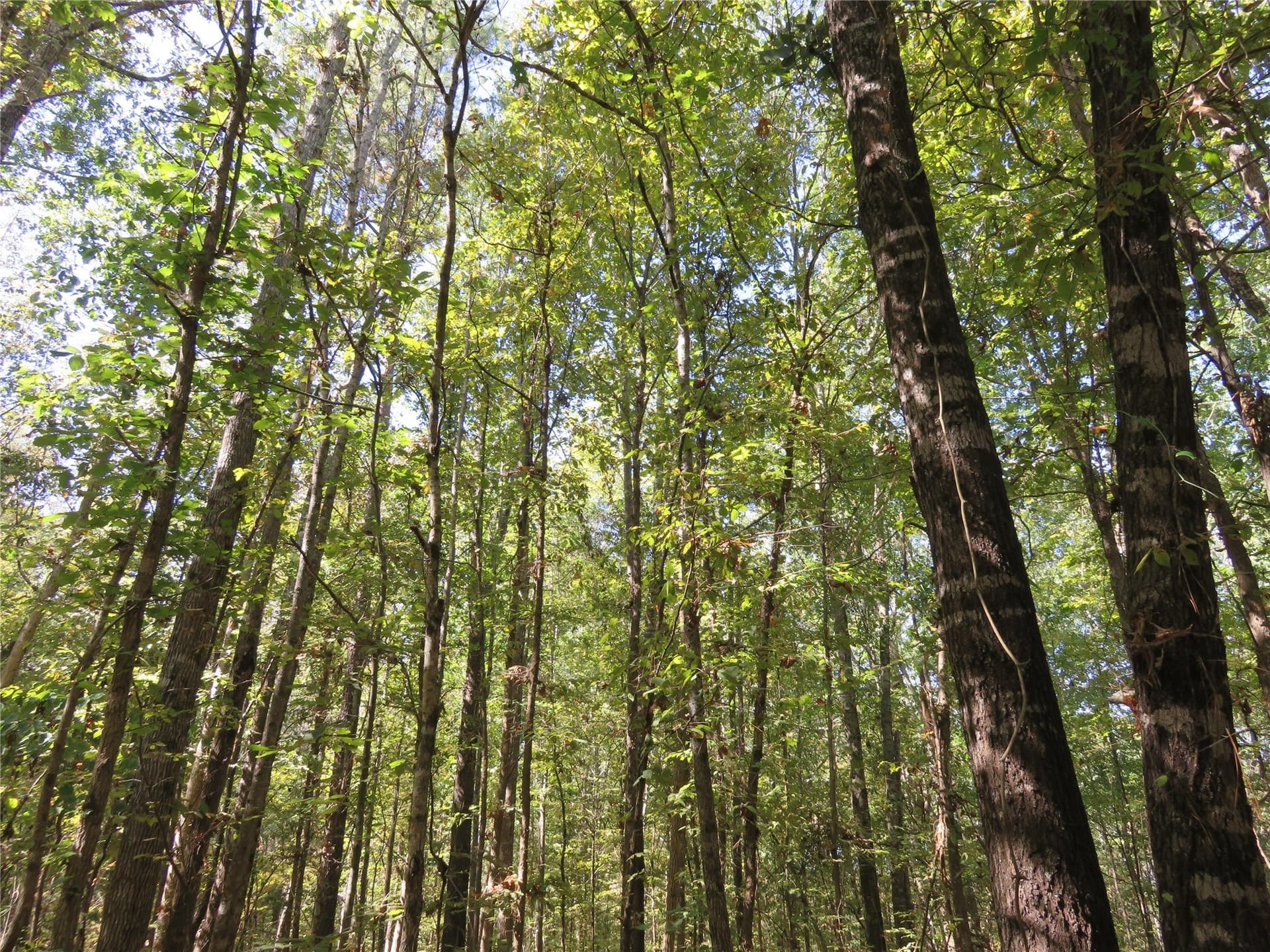 273.81 acres in Nacogdoches County - photo 12