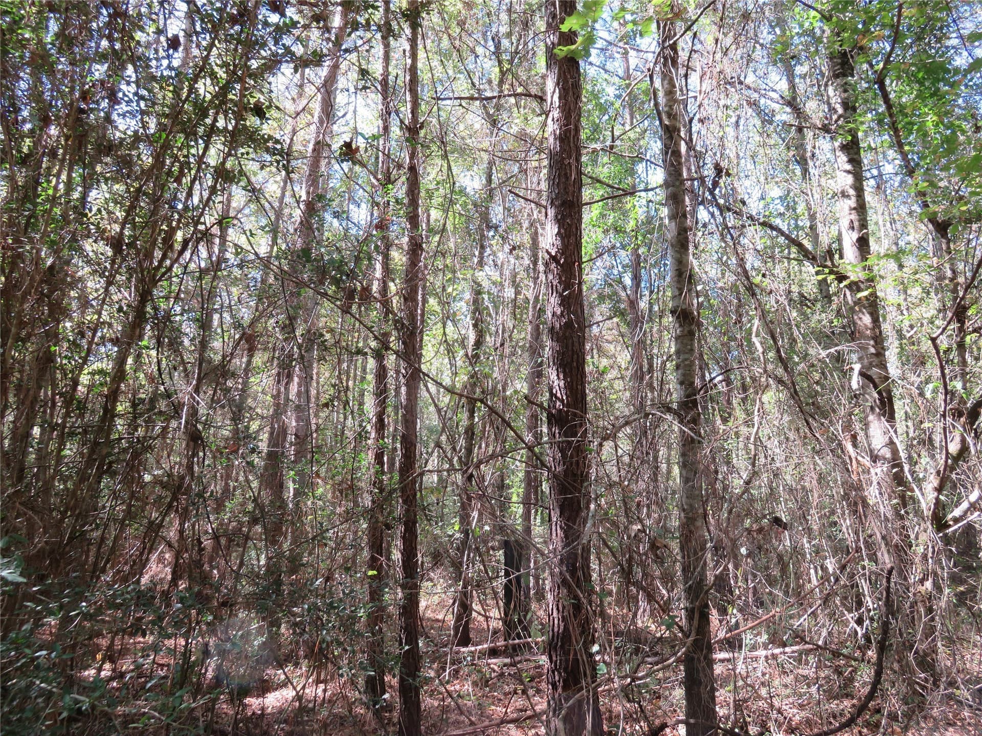 273.81 acres in Nacogdoches County - photo 3
