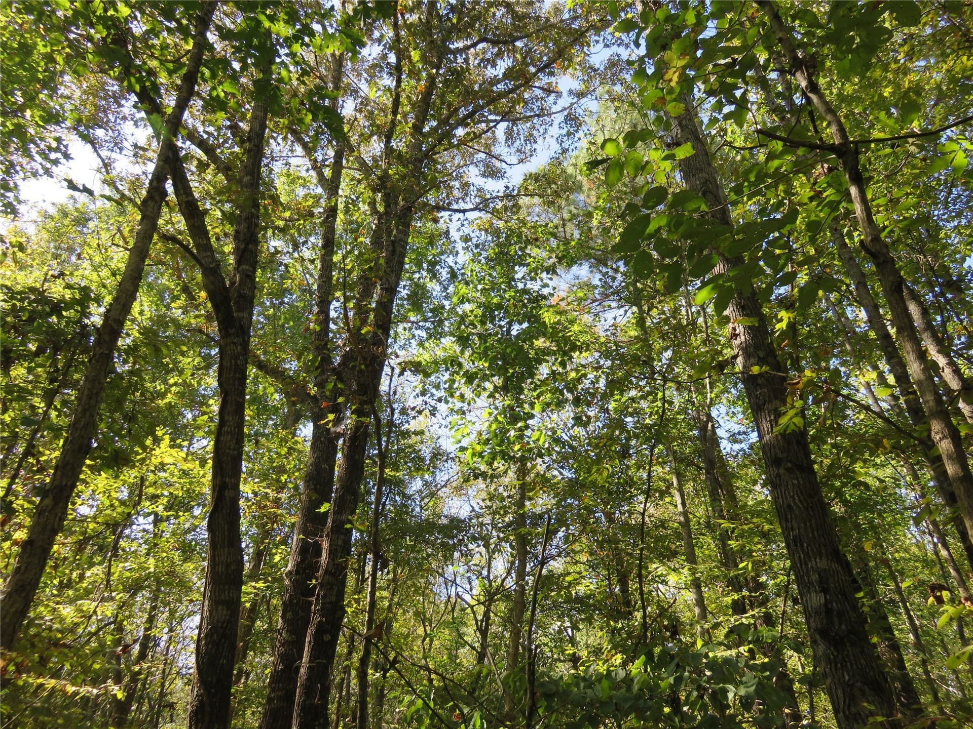 273.81 acres in Nacogdoches County - photo 13