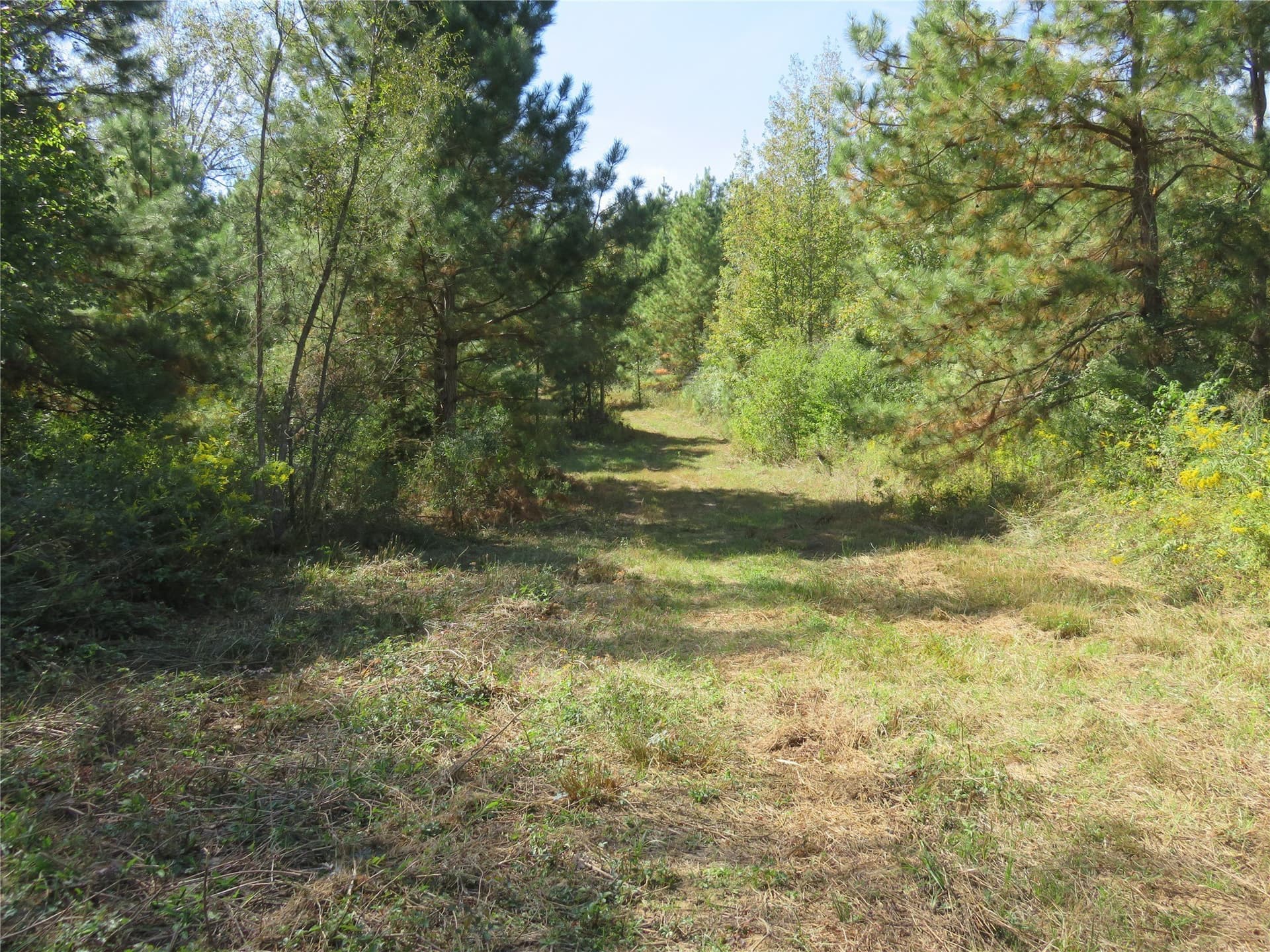 273.81 acres in Nacogdoches County - photo 7