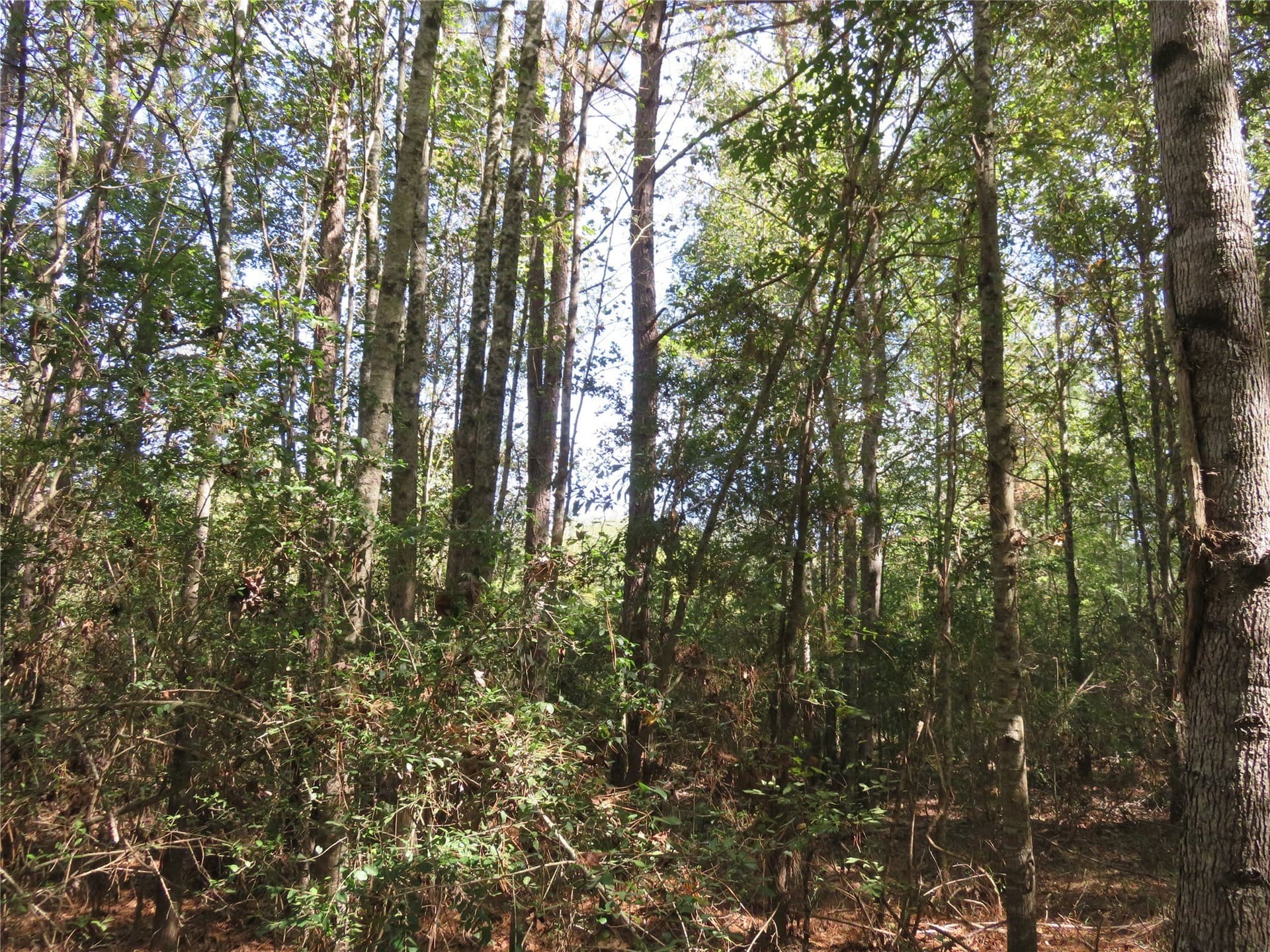 273.81 acres in Nacogdoches County - photo 5