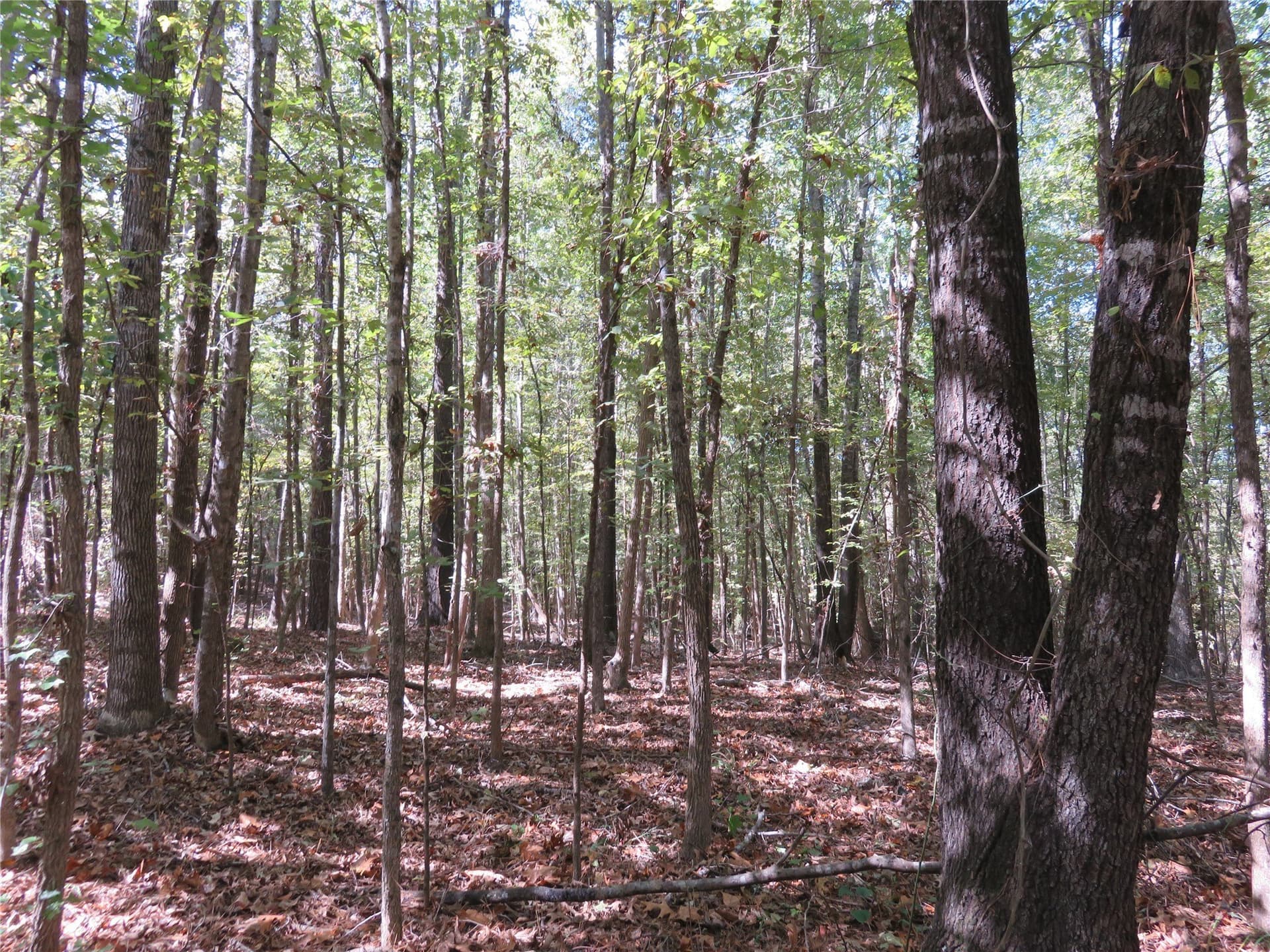 273.81 acres in Nacogdoches County - photo 11