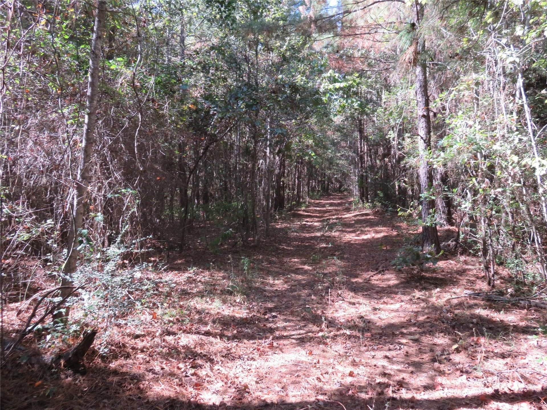 273.81 acres in Nacogdoches County - photo 9