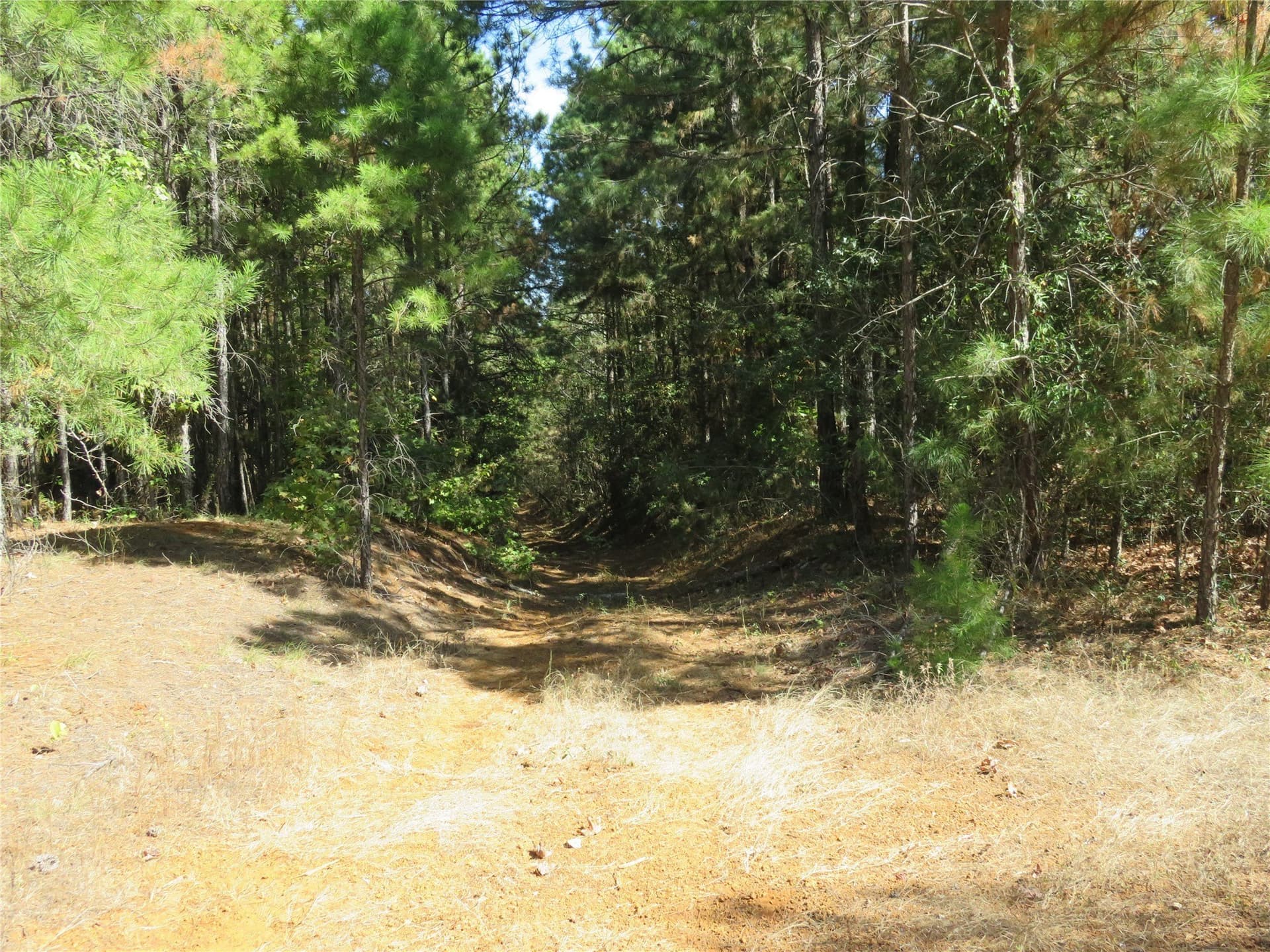 273.81 acres in Nacogdoches County - photo 10