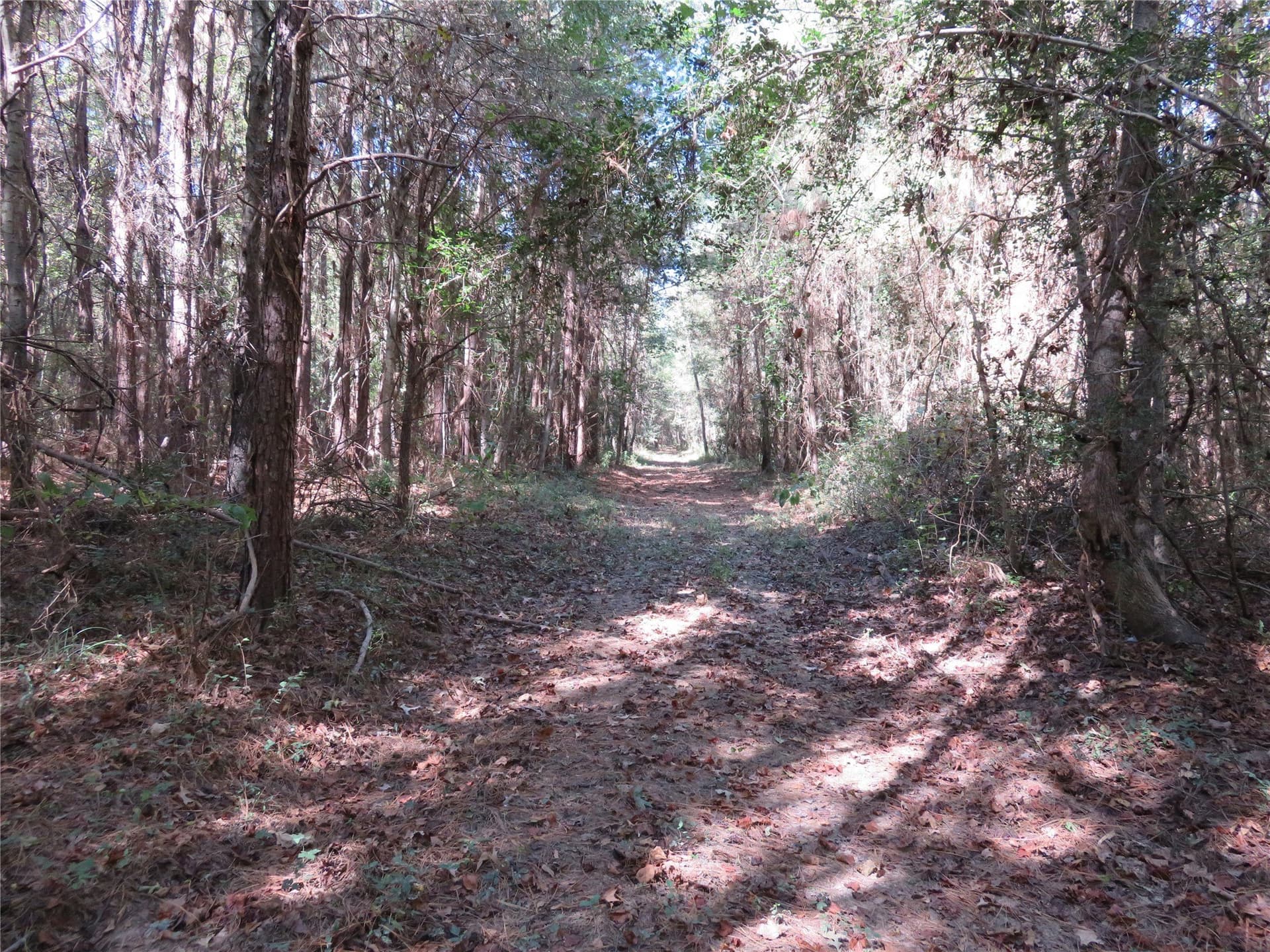 273.81 acres in Nacogdoches County - photo 14