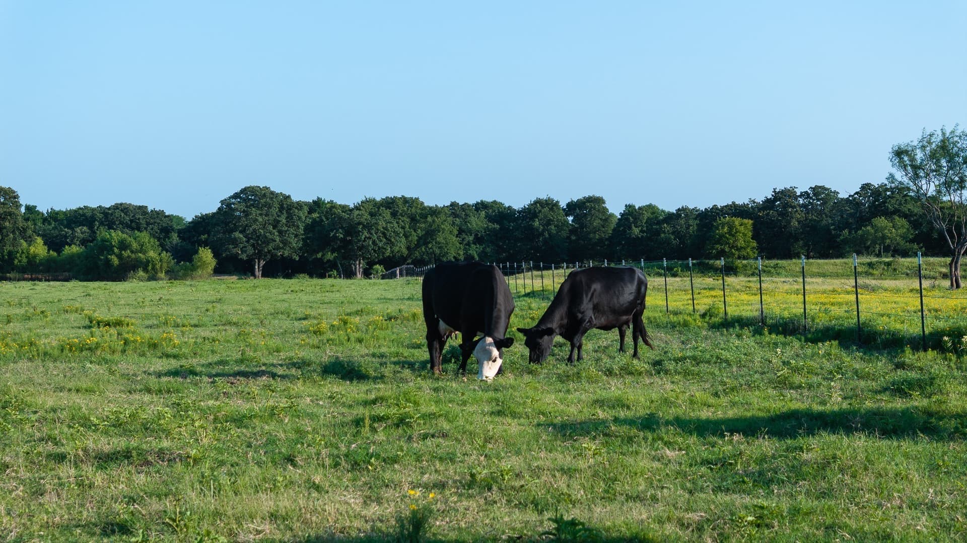 70 acres in Grayson County - photo 33
